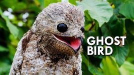 Potoo (Video) 