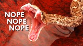 Cover of Rattlesnake