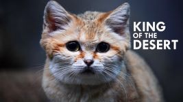 Cover of Sand Cat