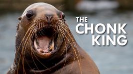 Cover of Sea Lions