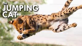 Serval (Video) 