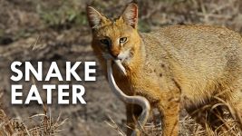 Swamp Cat (Video) 