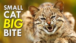 Cover of Tiger Cat