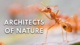 Cover of Weaver Ants