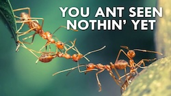 Cover of Ants