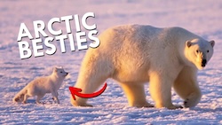Cover of Arctic Fox