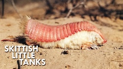 Cover of Armadillos