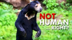 Evolution of Bears (Video) 