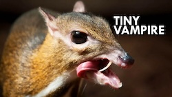 Cover of Chevrotain