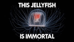 Jellyfish (Video) 