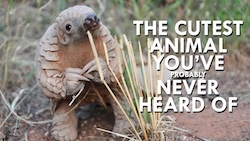 Cover of Pangolins