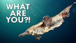 Cover of Platypus