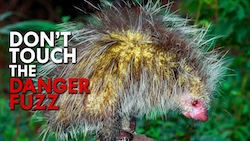 Cover of Porcupine