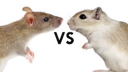 Cover of Rats