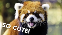 Red Panda (Video) 