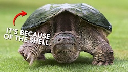 Snapping Turtle (Video) 