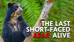 Cover of Spectacled Bear
