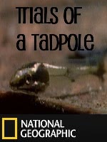 Trials of a Tadpole (Video)