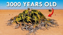 Welwitschia (Video) 